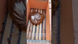 Сколько литров сиропа и до которого времени кормить пчел_ Советы опытных пчеловодов_ Гращенко