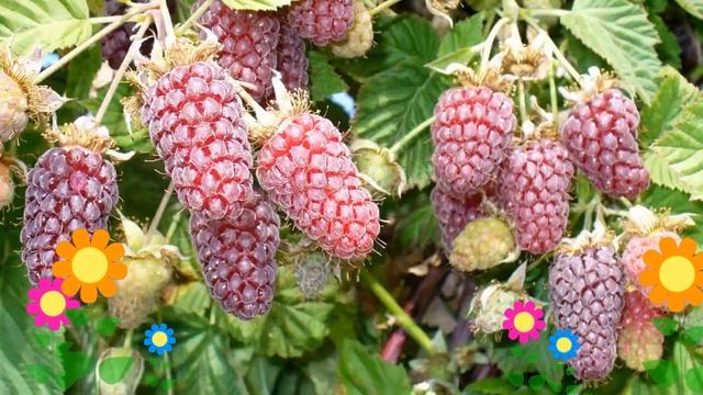 Ежемалина гибридная Loganberry. Краткий обзор, описание характеристик, где купить саженцы смотреть онлайн