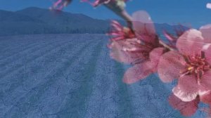 Персиковый сад