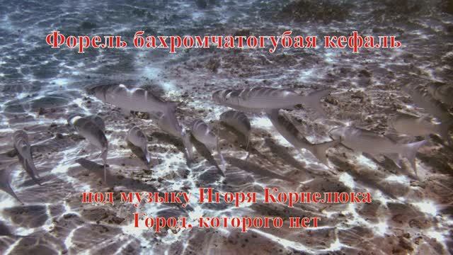 24. Форель бахромчатогубая кефаль под музыку Игоря Корнелюка Город, которого нет HD