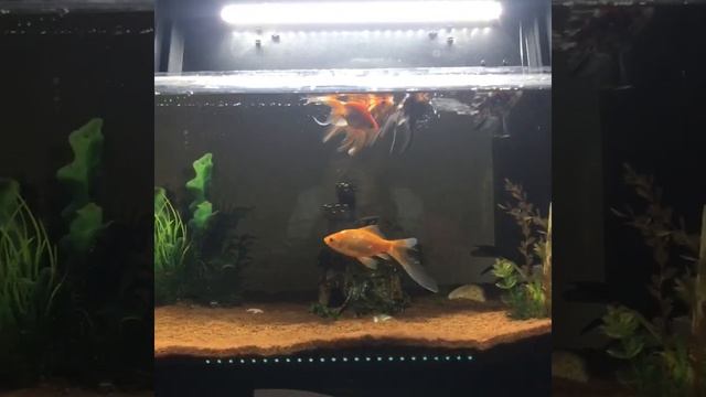 Канал «Вместе с нами ?» Мои рыбки. Моим рыбкам нужна помощь! Помогите!? смотреть онлайн