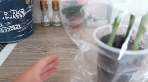 Как укоренить хризантему из букета. 2 простых и эффективных способа.