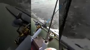 Видео от клиента  Лодочный мотор Mikatsu M4FHCS на воде