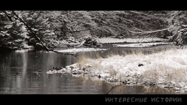 Соблазнила зятьев сняв на камеру. Измены. Теща Зять. Истории измен. теща зять истории жизни. смотреть онлайн