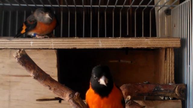 Огненный чиж 2.mp4 смотреть онлайн