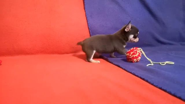 Малыш ЧИХУАХУА голубо-подпалого окраса, д/р 7.08.20 РКФ. ПРОДАН. смотреть онлайн