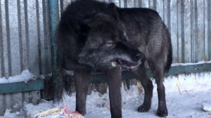 Канадский Волк