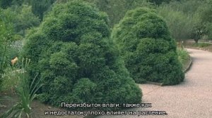 Криптомерия Японская — комнатные виды и для выращивания в открытом грунте