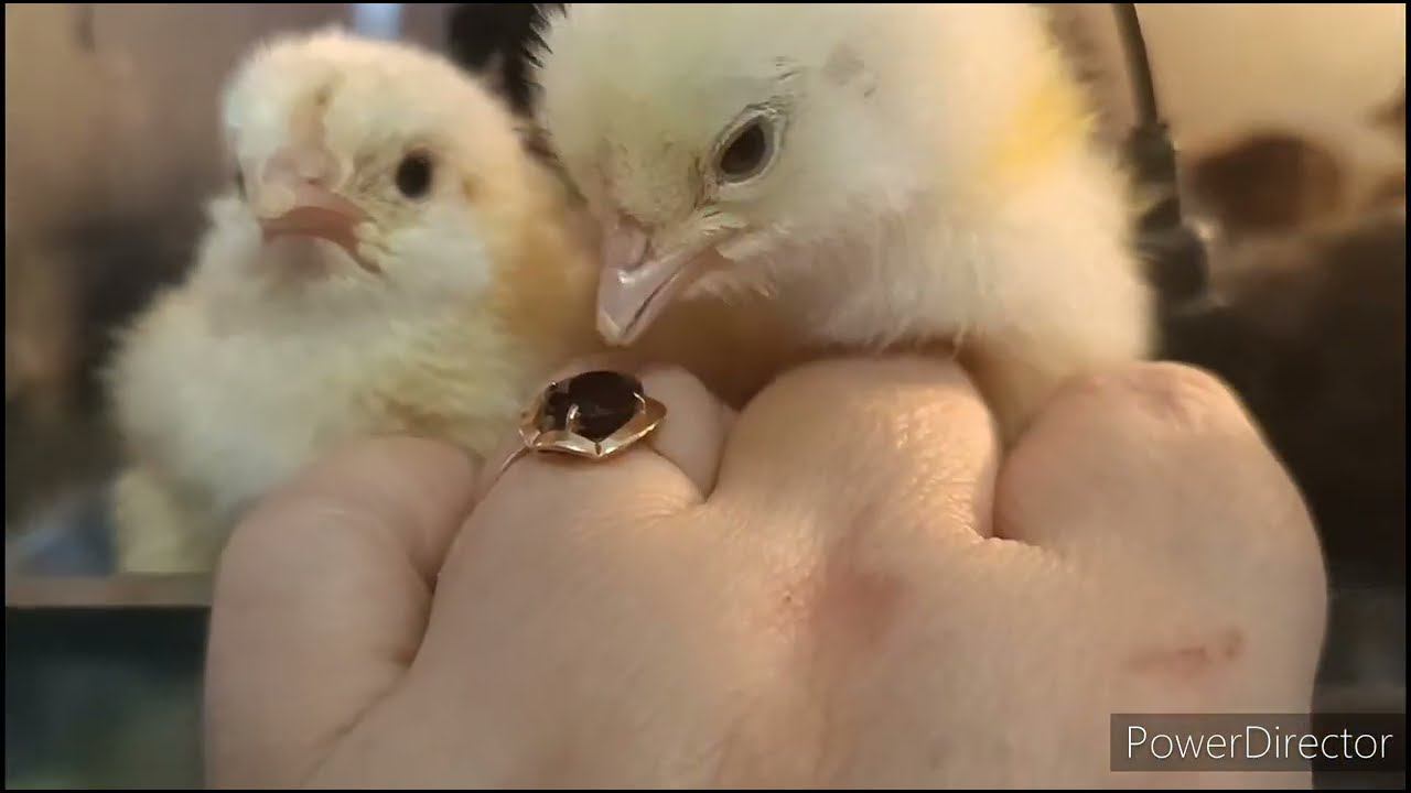 Цыплята Бресс-гальской породы кур. смотреть онлайн