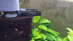 Мой аквариум 70 литров