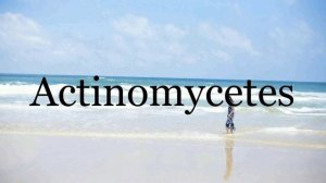 How To Pronounce Actinomycetes??????Pronunciation Of Actinomycetes