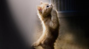 Кошка Муся, что-то просит лапками.