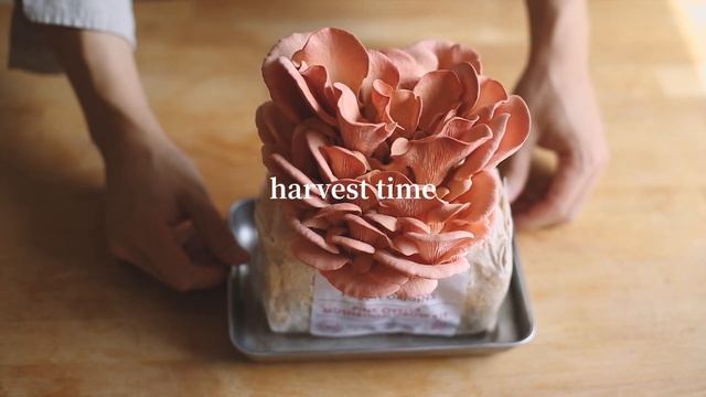 Growing Pink Oyster Mushroom in 6 Days. It tastes like bacon! 六天，我們種出了嘗起來像培根一樣的玫瑰平菇/粉褶側耳，美得不忍吃掉 смотреть онлайн