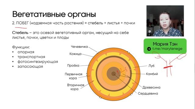 Вегетативные органы | Начинаем подготовку к ЕГЭ по биологии 2024 | 1 урок смотреть онлайн