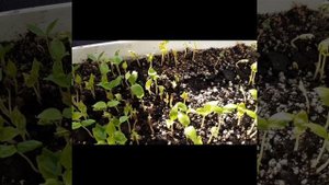 Pro виноград.Кишмиш Юпитер на Лабруску(ролик 2)