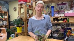 Кудряшка Сью | Мюленбекия - неприхотливое домашнее растение