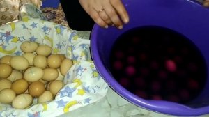 Инкубация яйца молодки весом до 50 гр. Часть 1