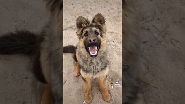 Пальма смотреть онлайн