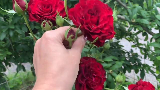 Цветение роз продолжается. Зацвели лилии и клематис Тайга. Гортензии разочаровали. смотреть онлайн