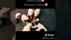 Щенкам Джек Рассел Терьер 1 месяц. Кормление щенков ?