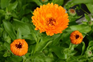 Цветок имени Надежда - календула.mp4