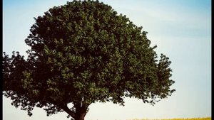 УЙ ВАРРИНЧЕ ПОСРЕДИ ПОЛЕ  НИКОЛАЙ АНДРЕЕВ МАЯКSЕМ ТАМАДА Т 89603070328