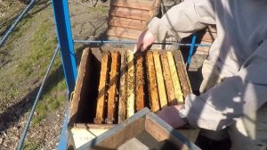 Весеннее развитие пчелиных семей Когда расширять гнезда