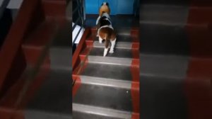 Собаки породы Бассет-хаунд поднимаются по лестнице