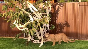 Хит сезона! Дерево из туалетной бумаги!