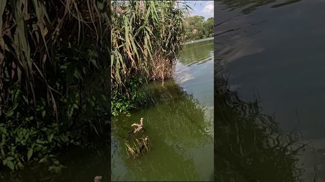 ОПУСТИЛ КОРКУ ХЛЕБА в ГУСТОЙ КАМЫШ и он СХВАТИЛ! Рыбалка