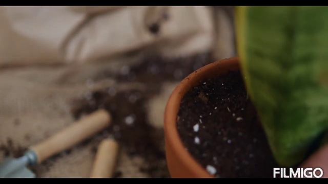 How to care indoor plants in hindi /indoor plant care tips/कैसे indoor प्लांट्स की केयर करे हिंदी