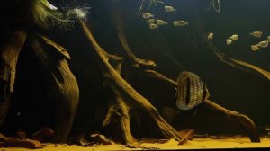 Топ-3. Клинобрюшки