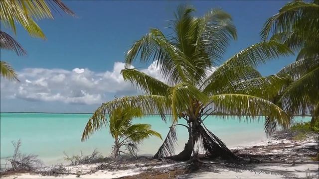 Пальмовый рай. Париж на о. Рождества смотреть онлайн