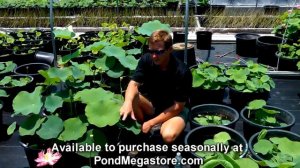 Lotus Apricot Pink water garden pond plants nelumbo chinese Lotus