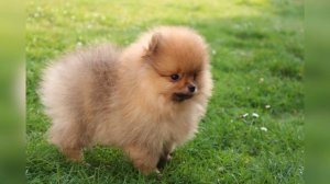 Рост и развитие щенков # Померанский Шпиц # Pomeranian Spitz