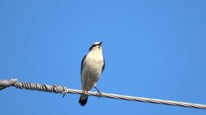 Каменка. Самец и самка. ( Oenanthe oenanthe )