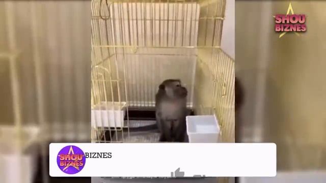 Муниса Ризаева Куёвболани уйини курсатди ва куёв нима иш килишини айтди смотреть онлайн