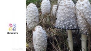 Shaggy ink cap (Coprinus comatus) | Lookalikes | Practical Short Profile | Shroomers