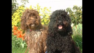 Лабрадудель/Labradoodle (порода собак HD slide show)!