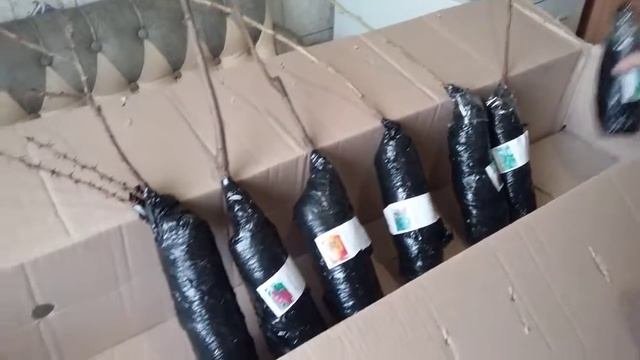 Малиновые деревья и другие саженцы. Агро-маркет.