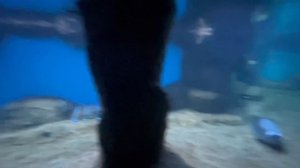 ОКЕАНАРИУМ/КРОКУС СИТИ/часть 1