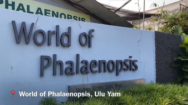 VLOG 🐱 Kebab 9.6, Ayu Borneo, Cat Supermarket, Valoobuy, World of Phalaenopsis, Restoran Hock Lay смотреть онлайн