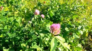 Окружающий мир Садовые и полевые цветы