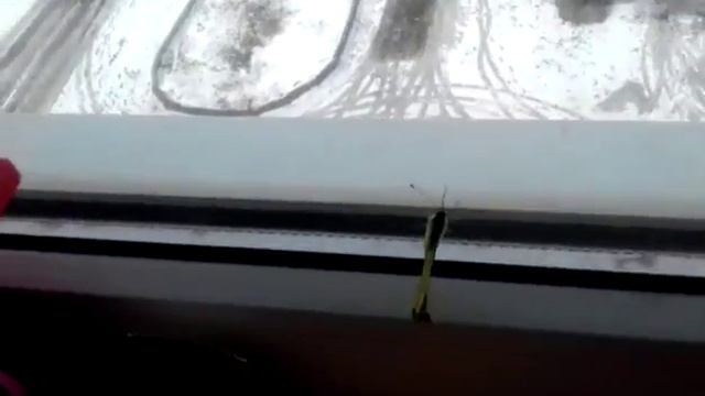 Моя бабочка на окне