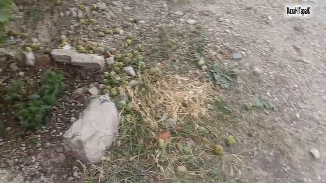 Раки в казане... от КазаН ГараЖ смотреть онлайн