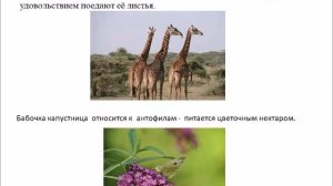 Вид.Критерии вида