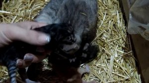 Кошка РОДИЛА 4 котенка ! милые котята! Cat MALE 4 kittens ! cute kittens!