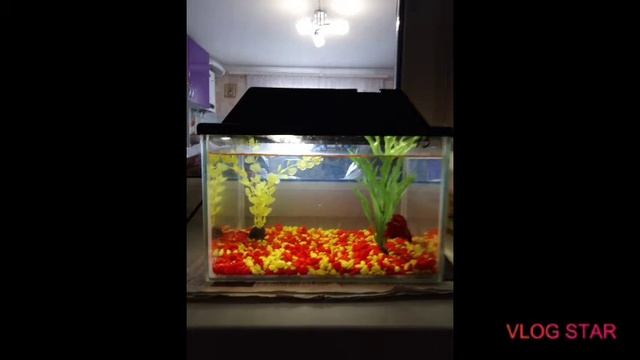 ??Рыбка петушок умерла. Купили рыбку“Петушок” 25 мая в 2020 году и умерла рыбка 27 ноября 2020 г смотреть онлайн