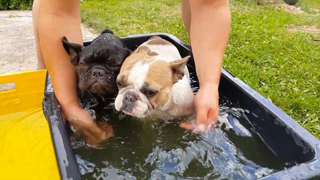 купание ТРЕХ БУЛЬДОГОВ смотреть онлайн