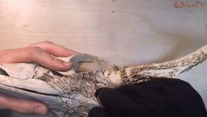 Череп оленя как произведение искусств
